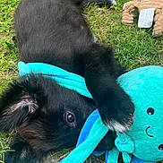 Simba a rejoint le concours — aidez-le/la à gagner de superbes lots ! animal, black_fur, cute, daylight, dog, fur, grass, greenery, lying_down, nature, octopus, outdoor, paw, pet, pet_toy, playful, plush_toy, puppy, soft_toy, toy
