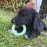 animal, black_fur, chewing, colorful_background, cute, daylight, dog, fur, garden, grass, leafy, nature, outdoor, pet, playful, puppy, sculpture, shed, toy, young_dog