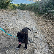 Simba participe au concours pour gagner de l'argent avec cette photo : puppy, dog, black_dog, leash, path, rocky_path, dirt, grass, bushes, coastline, water, hill, outdoor, nature, sky, happy, tongue_out, walking, pet, young_dog