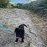 puppy, dog, black_dog, leash, path, rocky_path, dirt, grass, bushes, coastline, water, hill, outdoor, nature, sky, happy, tongue_out, walking, pet, young_dog