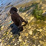 algae, animal, beach, brown, curious, dog, leash, nature, outdoor, pet, puppy, recreation, ripples, rocks, shoreline, summer, sunlight, swimmer, vacation, water