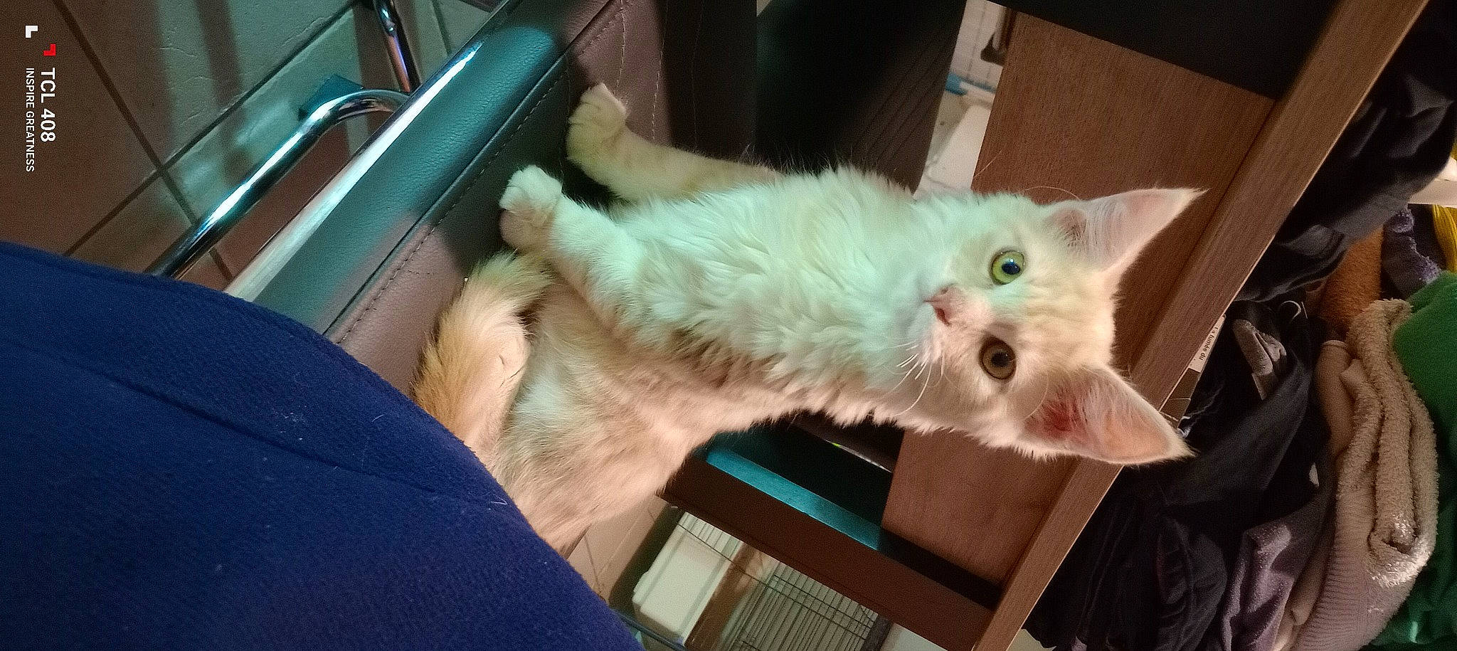 Thor participe au concours pour gagner de l'argent avec cette photo : balinese, carnivore, cat, claw, domestic_short_haired_cat, eye, fawn, felidae, fur, gesture, nap, paw, small_to_medium_sized_cats, snout, tail, thai, whiskers