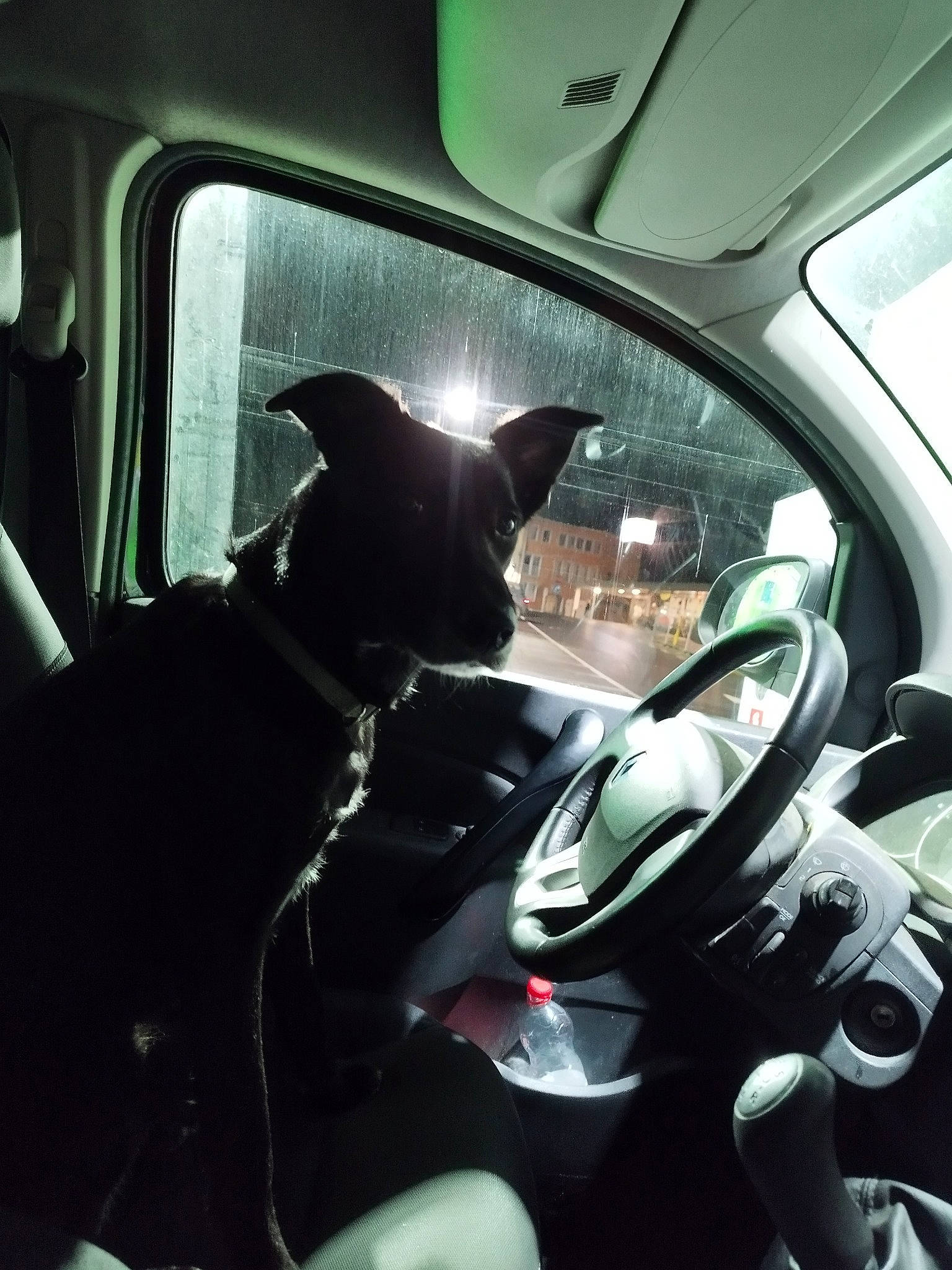 Houna a rejoint le concours — aidez-le/la à gagner de superbes lots ! auto_part, automotive_design, automotive_exterior, automotive_lighting, automotive_mirror, automotive_side_view_mirror, car, carnivore, dog, glass, mode_of_transport, motor_vehicle, personal_luxury_car, rear_view_mirror, steering_part, steering_wheel, tints_and_shades, vehicle, vehicle_door, windshield