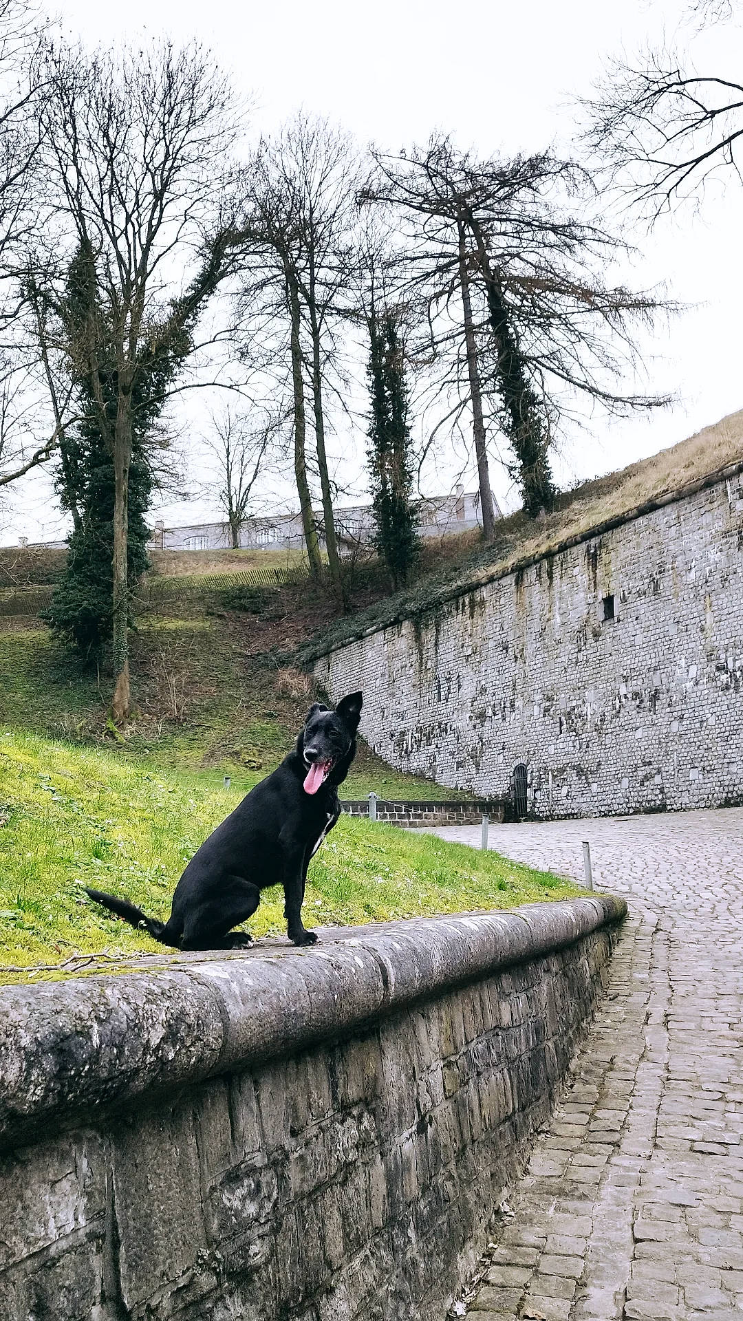 Houna a rejoint le concours — aidez-le/la à gagner de superbes lots ! black_cat, carnivore, cat, dog_breed, felidae, grass, landscape, leisure, plant, road_surface, rock, shrub, sitting, sky, small_to_medium_sized_cats, sporting_group, tail, terrestrial_animal, tree, wood