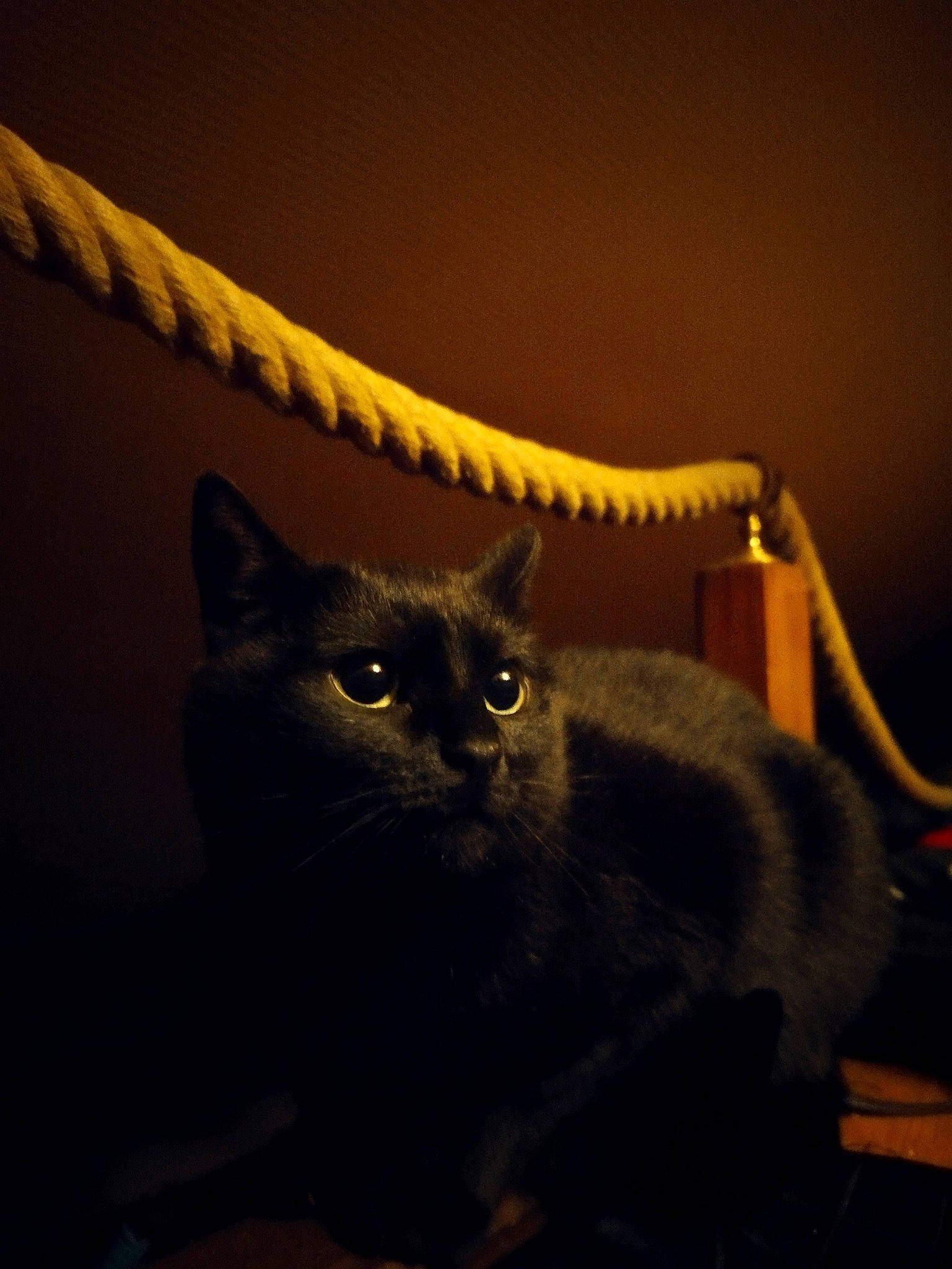 Irna a rejoint le concours — aidez-le/la à gagner de superbes lots ! black_cat, carnivore, cat, cat_supply, comfort, darkness, domestic_short_haired_cat, felidae, fur, grey, small_to_medium_sized_cats, tail, terrestrial_animal, whiskers