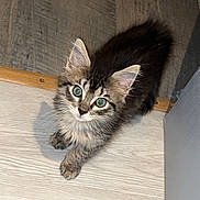 Plume a rejoint le concours — aidez-le/la à gagner de superbes lots ! abyssinian, animal, cat, hardwood, kitten, manx, pet, plywood, siamese, slate, wood