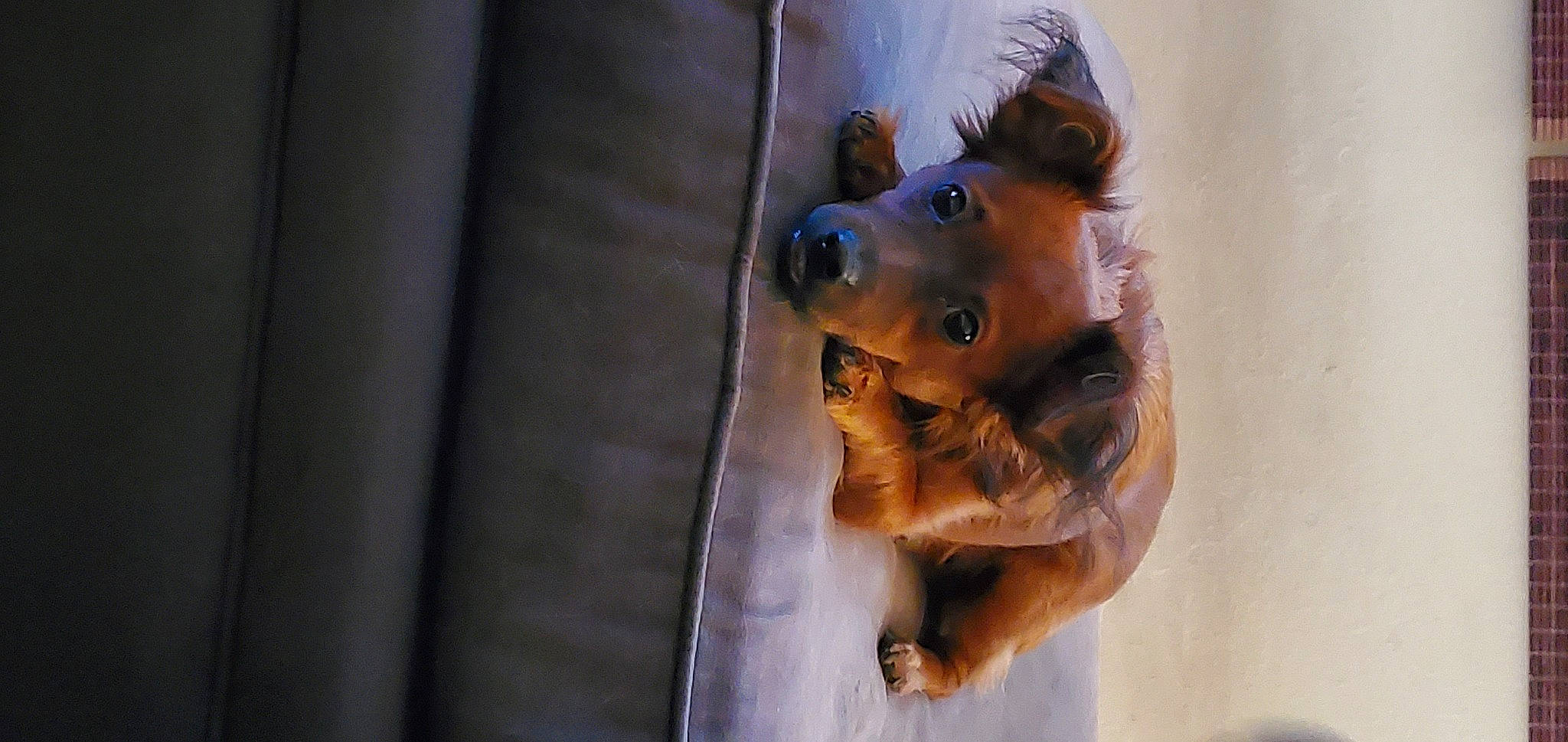 Bean is registered to the contest to win money with this photo: art, canidae, carnivore, companion_dog, dog, dog_breed, fawn, felidae, fur, guard_dog, illustration, pomeranian, small_to_medium_sized_cats, snout, sporting_group, toy, visual_arts, whiskers, wood, working_animal