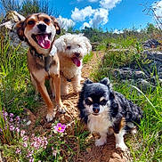 Skippyzoévegas participe au concours pour gagner de l'argent avec cette photo : dogs, three_dogs, pets, outdoors, hiking, nature, rocky_trail, grass, wildflowers, blue_sky, clouds, sunny, brown_dog, white_dog, black_and_white_dog, open_mouth, tongue, sitting, standing, animal_portrait