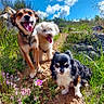 dogs, three_dogs, pets, outdoors, hiking, nature, rocky_trail, grass, wildflowers, blue_sky, clouds, sunny, brown_dog, white_dog, black_and_white_dog, open_mouth, tongue, sitting, standing, animal_portrait