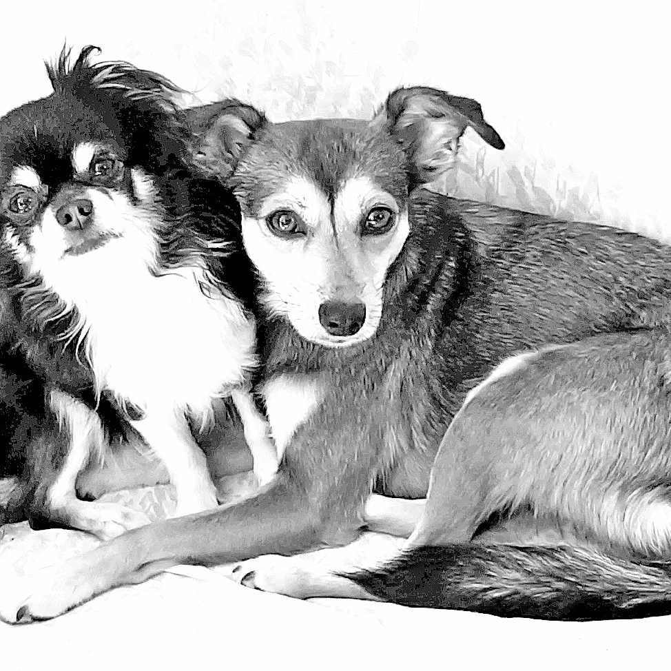 Vegas Zoé participe au concours pour gagner de l'argent avec cette photo : animal, black_and_white, canine, close_up, companion, couch, cute, dog, domestic_animal, friendly, fur, furry, indoor, looking_at_camera, pet, portrait, resting, sitting, snuggling, two_dogs