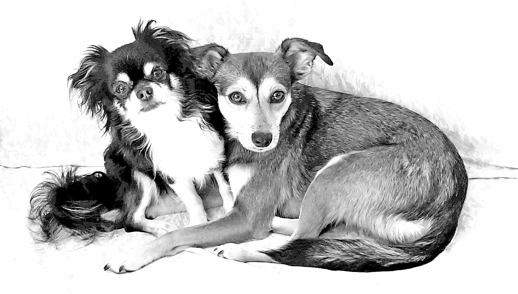 Vegas Zoé participe au concours pour gagner de l'argent avec cette photo : dog, pet, animal, snuggling, black_and_white, fur, cute, companion, portrait, two_dogs, canine, domestic_animal, sitting, looking_at_camera, close_up, indoor, friendly, resting, couch, furry