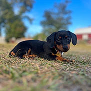 Sally is registered to the contest to win money with this photo: adorable, animal, black, blurred_background, brown, closeup, collar, cute, daylight, dog, grass, lying_down, nature, outdoor, pet, puppy, sky, small, trees, young