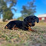 adorable, animal, black, blurred_background, brown, closeup, collar, cute, daylight, dog, grass, lying_down, nature, outdoor, pet, puppy, sky, small, trees, young