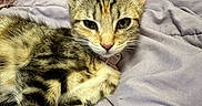 Starfire joined the competition — help win amazing prizes! cat, kitten, tabby, pet, animal, fur, whiskers, ears, bed, blanket, pillow, resting, cute, domestic, feline, sleepy, closeup, indoor, cozy, soft