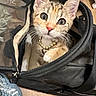 Starfire is registered to the contest to win money with this photo: kitten, cat, pet, animal, close_up, face, whiskers, ears, eyes, mesh_bag, zipper, floor, indoor, necklace, golden_beads, cute, curious, feline, soft_lighting, portrait