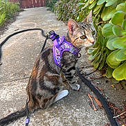 Starfire is registered to the contest to win money with this photo: cat, purple_harness, leaves, greenery, concrete_path, outdoor, curious, pet, feline, garden, sidewalk, nature, animal, domestic, young_cat, whiskers, tail, sunlight, wooden_gate, plants