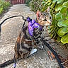 cat, purple_harness, leaves, greenery, concrete_path, outdoor, curious, pet, feline, garden, sidewalk, nature, animal, domestic, young_cat, whiskers, tail, sunlight, wooden_gate, plants