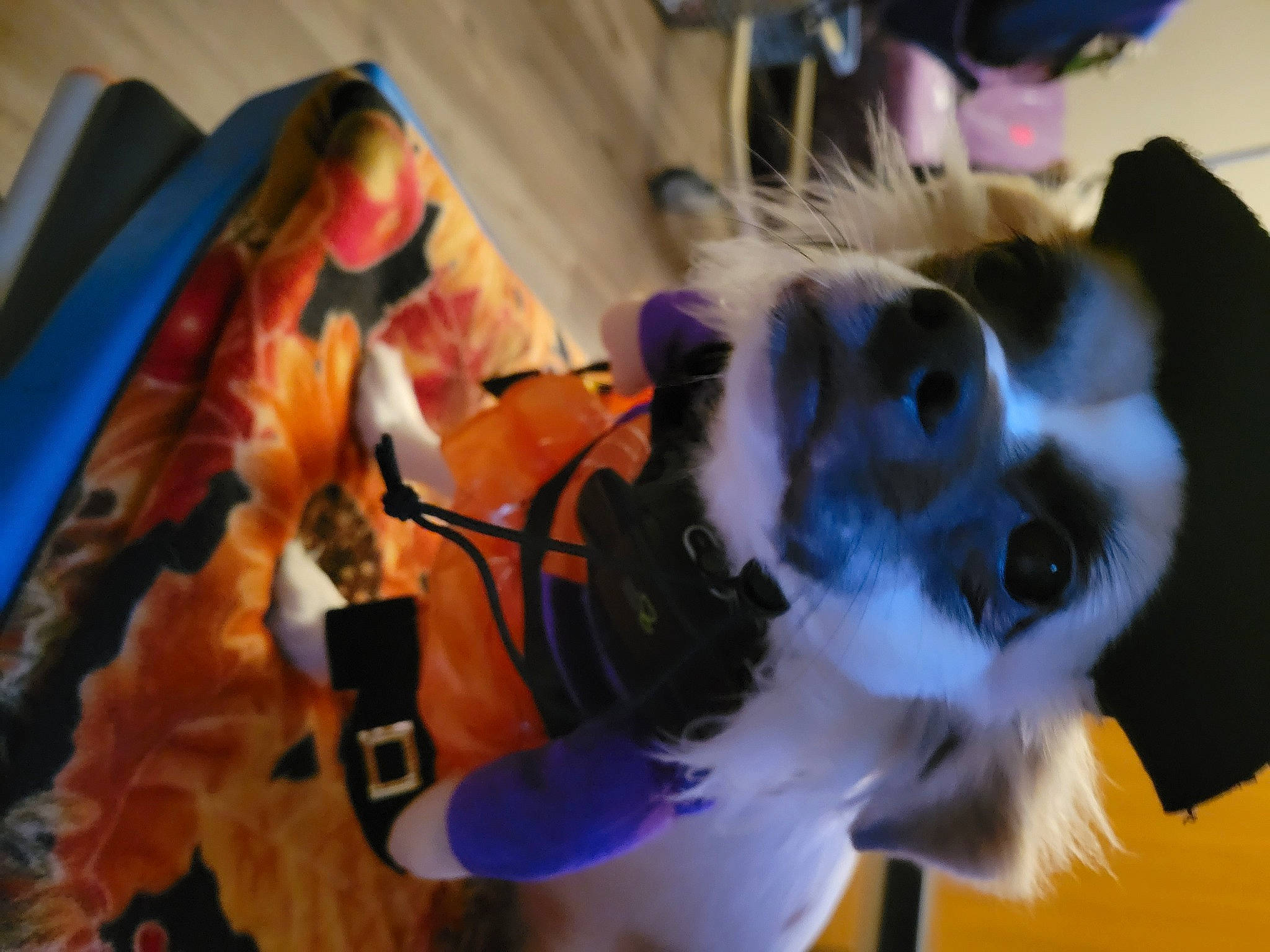 Ms. Peanut joined the competition — help win amazing prizes! canidae, carnivore, companion_dog, costume, dog_breed, dog_clothes, dog_supply, eyewear, fawn, felidae, fun, fur, plant, small_to_medium_sized_cats, snout, sporting_group, stuffed_toy, tail, toy_dog, whiskers