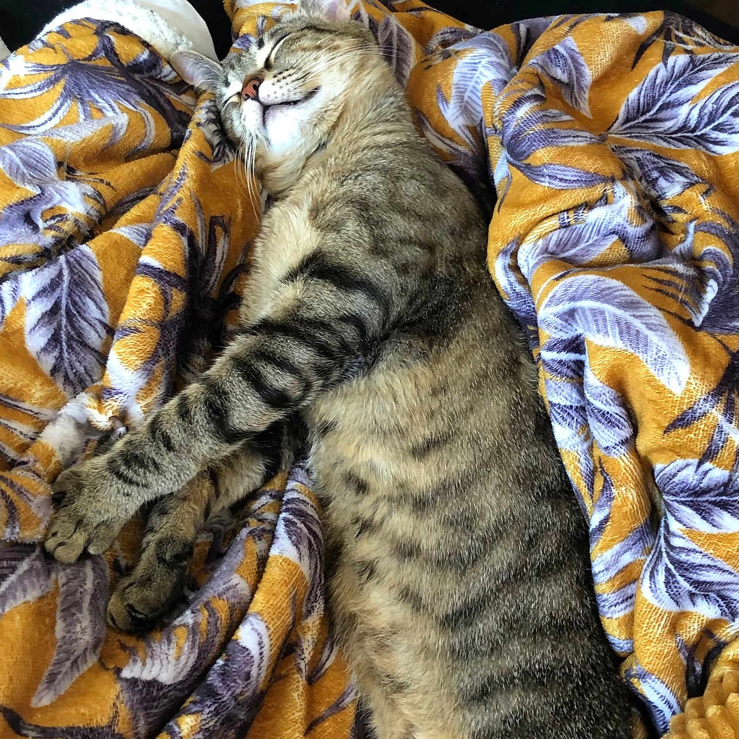 Paco a rejoint le concours — aidez-le/la à gagner de superbes lots ! animal, blanket, cat, kitten, person, pet, quilt, sleeping