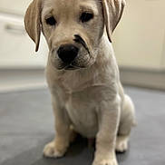 Alto participe au concours pour gagner de l'argent avec cette photo : puppy, dog, labrador, sitting, portrait, pet, animal, canine, cream_fur, floppy_ears, black_nose, dark_eyes, paws, indoors, kitchen, floor, cabinet, closeup, cute, adorable