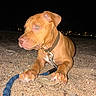 dog, puppy, brown_dog, collar, leash, night, sand, outdoor, animal, pet, closeup, flash, paw, canine, alert, young_dog, looking_sideways, ground, nighttime, eyes