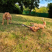 Bad participe au concours pour gagner de l'argent avec cette photo : dog, dogs, grass, outdoor, sunny, playful, pet, canine, nature, tree, greenery, sky, happy, leash, yard, summer, animal, tongue, panting, play