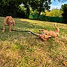 dog, dogs, grass, outdoor, sunny, playful, pet, canine, nature, tree, greenery, sky, happy, leash, yard, summer, animal, tongue, panting, play
