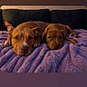 dog, puppy, brown_dog, blanket, couch, indoor, pet, animal, lying_down, two_animals, close_up, cozy, warm_lighting, face, looking_at_camera, resting, domestic_animal, companion, cute, relaxing