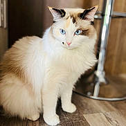 Marilyn Monroe joined the competition — help win amazing prizes! animal, blue_eyes, brown_patches, cat, companion, curious, cute, domestic_cat, ears, feline, fluffy, household, indoor, pet, portrait, sitting, stool, whiskers, white_fur, wooden_floor