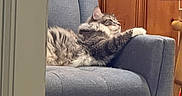 Milo is registered to the contest to win money with this photo: cat, gray_cat, fluffy_cat, armchair, furniture, wood_paneling, indoor, relaxed, pet, animal, paw, side_view, cozy, home, door, modern, seated, resting, comfortable, cute