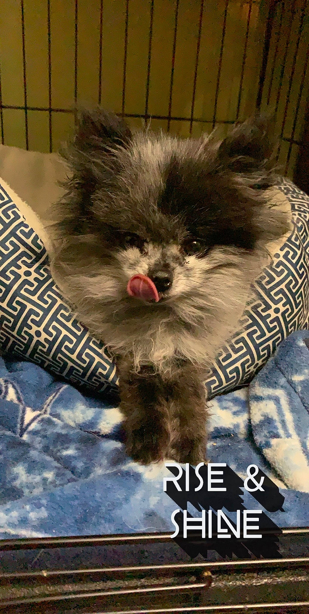 Jazmine is registered to the contest to win money with this photo: canidae, carnivore, companion_dog, dog, dog_breed, fur, mammal, non_sporting_group, photo_caption, pomeranian, puppy, snout, spitz, toy_dog, vertebrate, whiskers