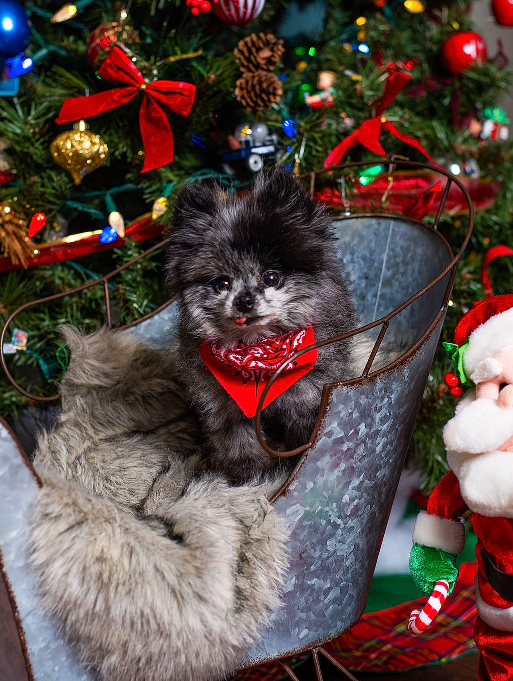 Jazmine is registered to the contest to win money with this photo: akita, cairn_terrier, canidae, carnivore, christmas, christmas_decoration, christmas_eve, christmas_ornament, christmas_stocking, christmas_tree, dog, event, holiday, interior_design, non_sporting_group, plant, pomeranian, puppy, spitz, tree
