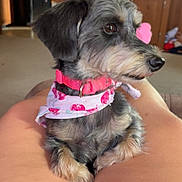Luna is registered to the contest to win money with this photo: bandana, black_fur, brown_fur, calm, companion, cute, dog, domestic_animal, furniture, indoor, lap, legs, living_room, person, pet, pink_collar, sitting, small_dog, television, wooden_cabinet