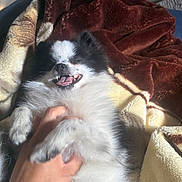 Oreo is registered to the contest to win money with this photo: dog, pet, fluffy, black_and_white, happy, smiling, lying_down, blanket, hand, indoor, cozy, fur, cute, playful, animal, relaxed, tongue, teeth, paw, comfort