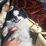 Oreo joined the competition — help win amazing prizes! dog, black_and_white, fluffy, pet, blanket, hand, happy, lying_down, cozy, indoor, smile, teeth, fur, cute, playful, animal, canine, resting, bed, relaxed