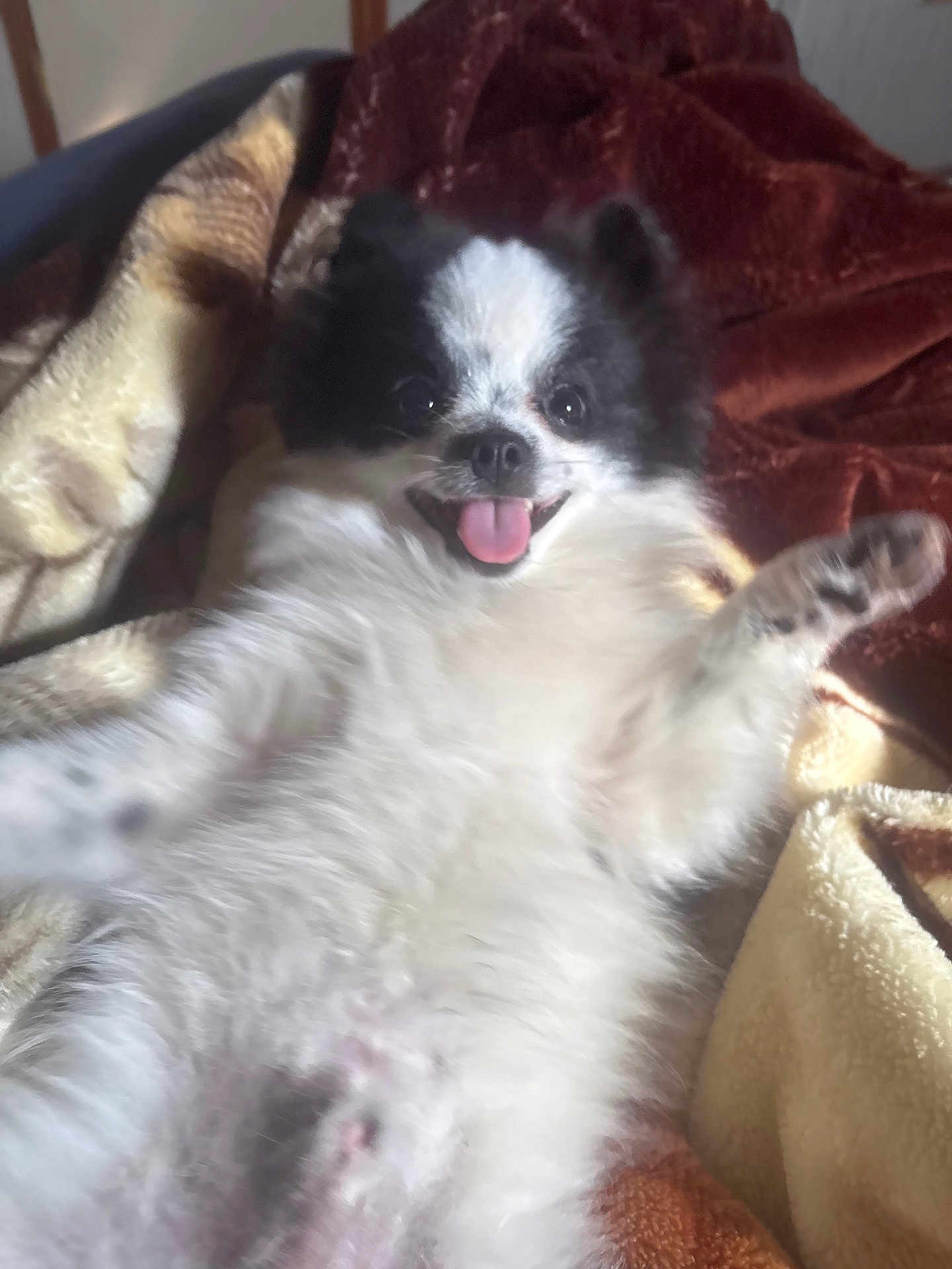 Oreo