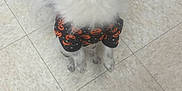 Oreo is registered to the contest to win money with this photo: dog, black_and_white, fluffy, costume, halloween, pumpkin, pet, animal, indoor, tile_floor, looking_up, cute, small_dog, fur, canine, standing, curious, holiday, apparel, companion