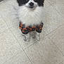 dog, black_and_white, fluffy, costume, halloween, pumpkin, pet, animal, indoor, tile_floor, looking_up, cute, small_dog, fur, canine, standing, curious, holiday, apparel, companion