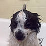 Oreo joined the competition — help win amazing prizes! dog, wet, bathtub, pet, fur, black_and_white, small_dog, indoors, cute, animal, bath, water, expression, mohawk, fur_texture, face, closeup, whiskers, nose, tongue