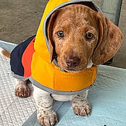 Rigatoni is registered to the contest to win money with this photo: puppy, dog, raincoat, yellow, orange, hood, training_pad, indoor, floor, concrete, pet, cute, small_dog, brown_spotted, ears, paws, looking_up, animal, young_dog, domestic_animal
