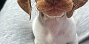 Rigatoni is registered to the contest to win money with this photo: puppy, dog, close_up, brown, white, speckled, cute, pet, animal, young, fur, paw, sitting, indoor, lap, looking, face, whiskers, nose, ears