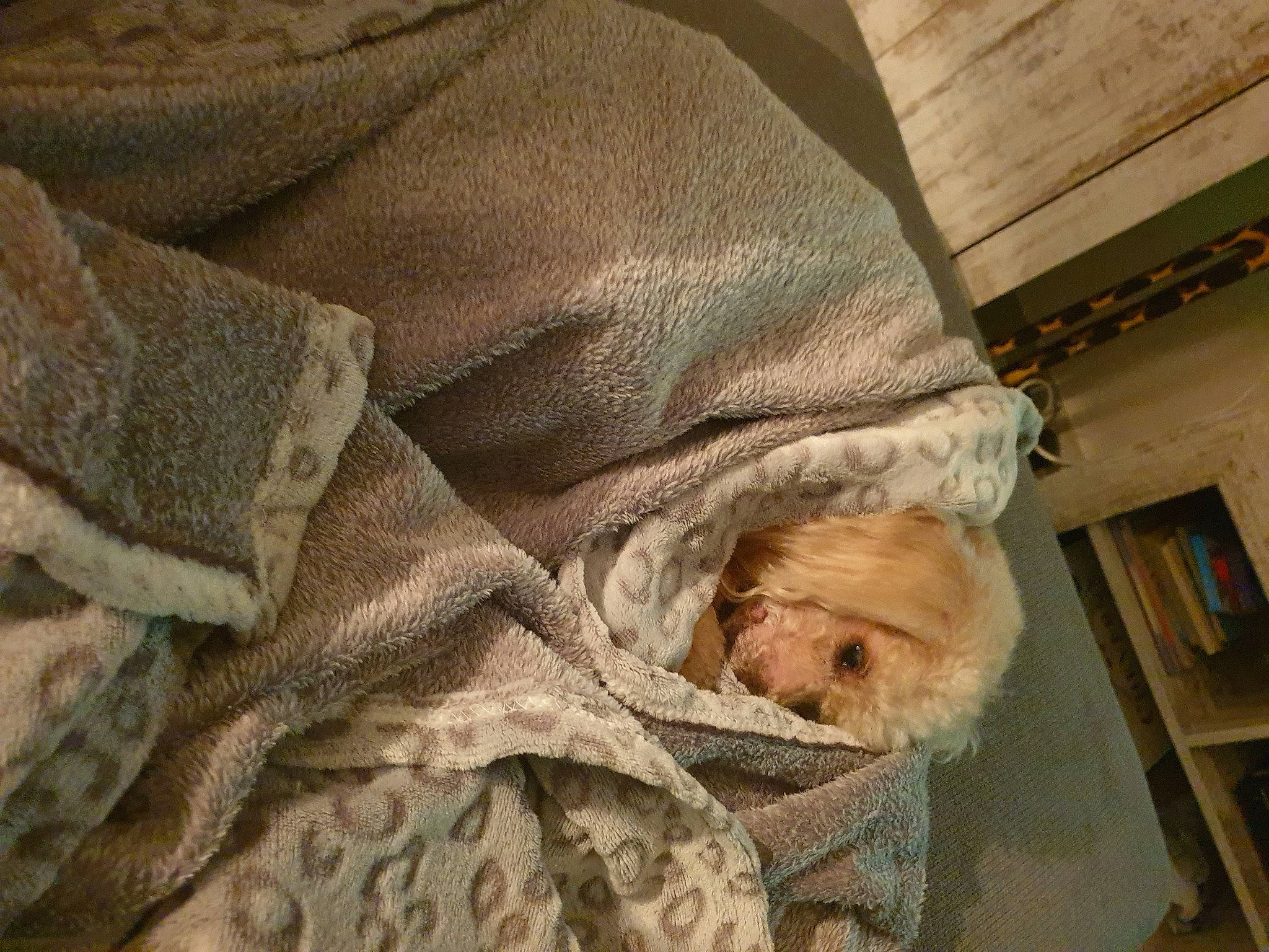 Nougat participe au concours pour gagner de l'argent avec cette photo : beard, bed_sheet, bedding, blanket, comfort, felidae, flooring, fur, linens, pattern, peach, picture_frame, room, shelf, sleeve, small_to_medium_sized_cats, wood, wool, woven_fabric, wrinkle