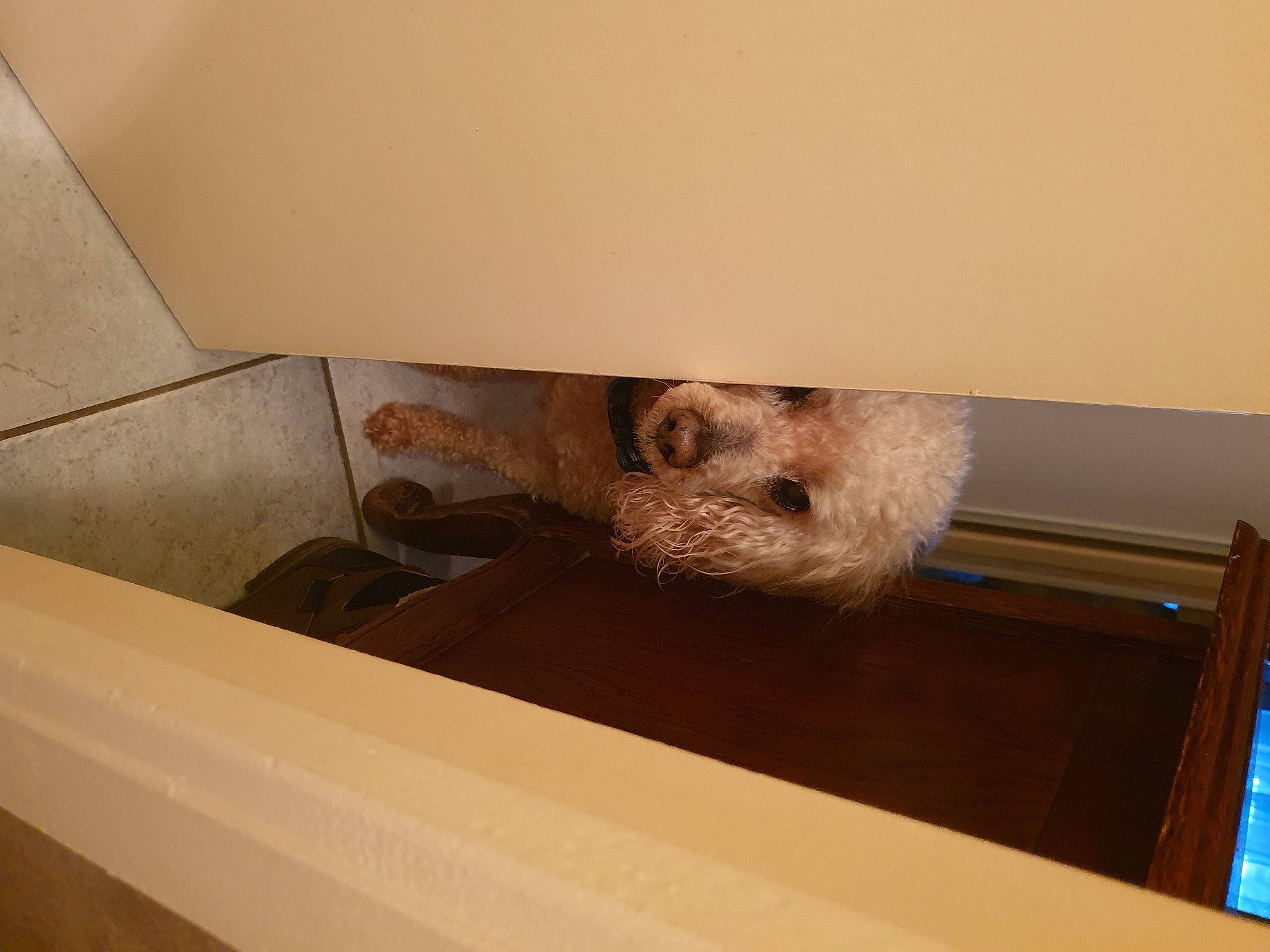 Nougat participe au concours pour gagner de l'argent avec cette photo : carnivore, comfort, companion_dog, dog, dog_breed, fawn, floor, flooring, fur, hardwood, pet_supply, plywood, room, snout, sporting_group, terrier, toy_dog, whiskers, wood, working_animal