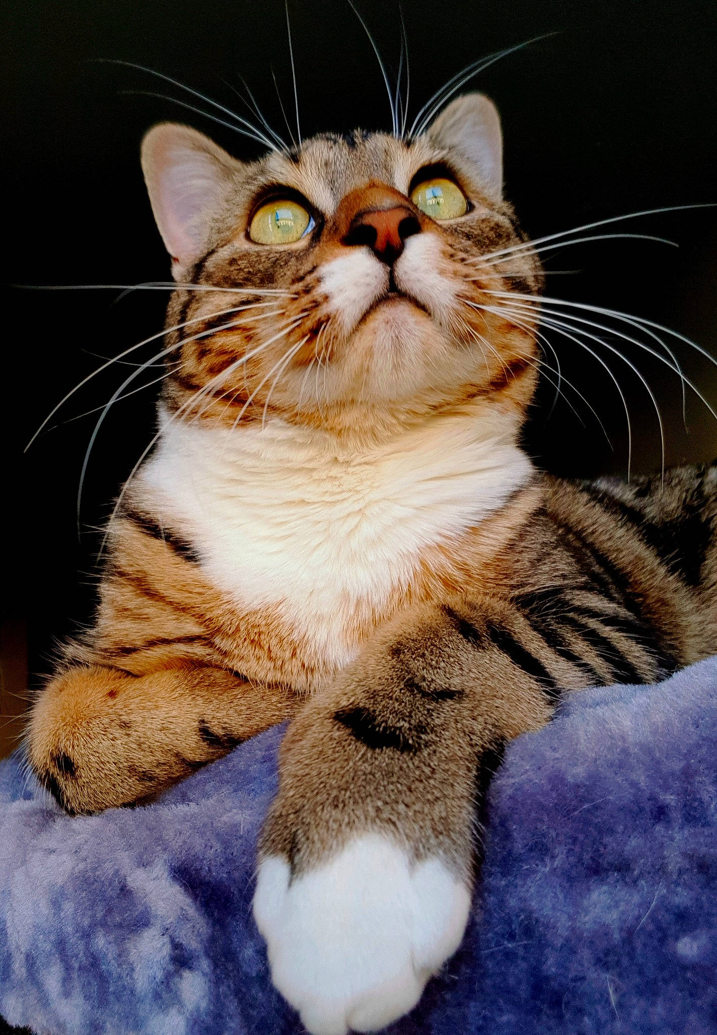 Tôra participe au concours pour gagner de l'argent avec cette photo : carnivore, cat, claw, domestic_short_haired_cat, ear, eye, fawn, felidae, foot, fur, head, iris, paw, sitting, small_to_medium_sized_cats, snout, tail, terrestrial_animal, whiskers, wildlife