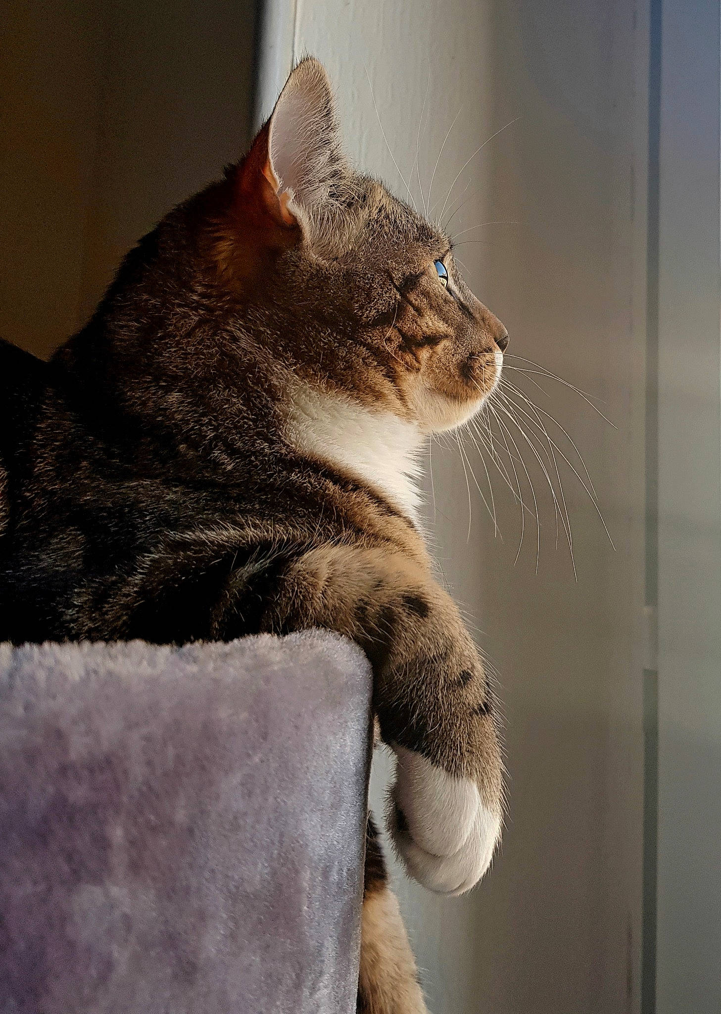 Tôra a rejoint le concours — aidez-le/la à gagner de superbes lots ! carnivore, cat, cat_supply, claw, domestic_short_haired_cat, eye, fawn, felidae, fur, grey, head, human_body, paw, small_to_medium_sized_cats, snout, tail, terrestrial_animal, whiskers, wildlife, window