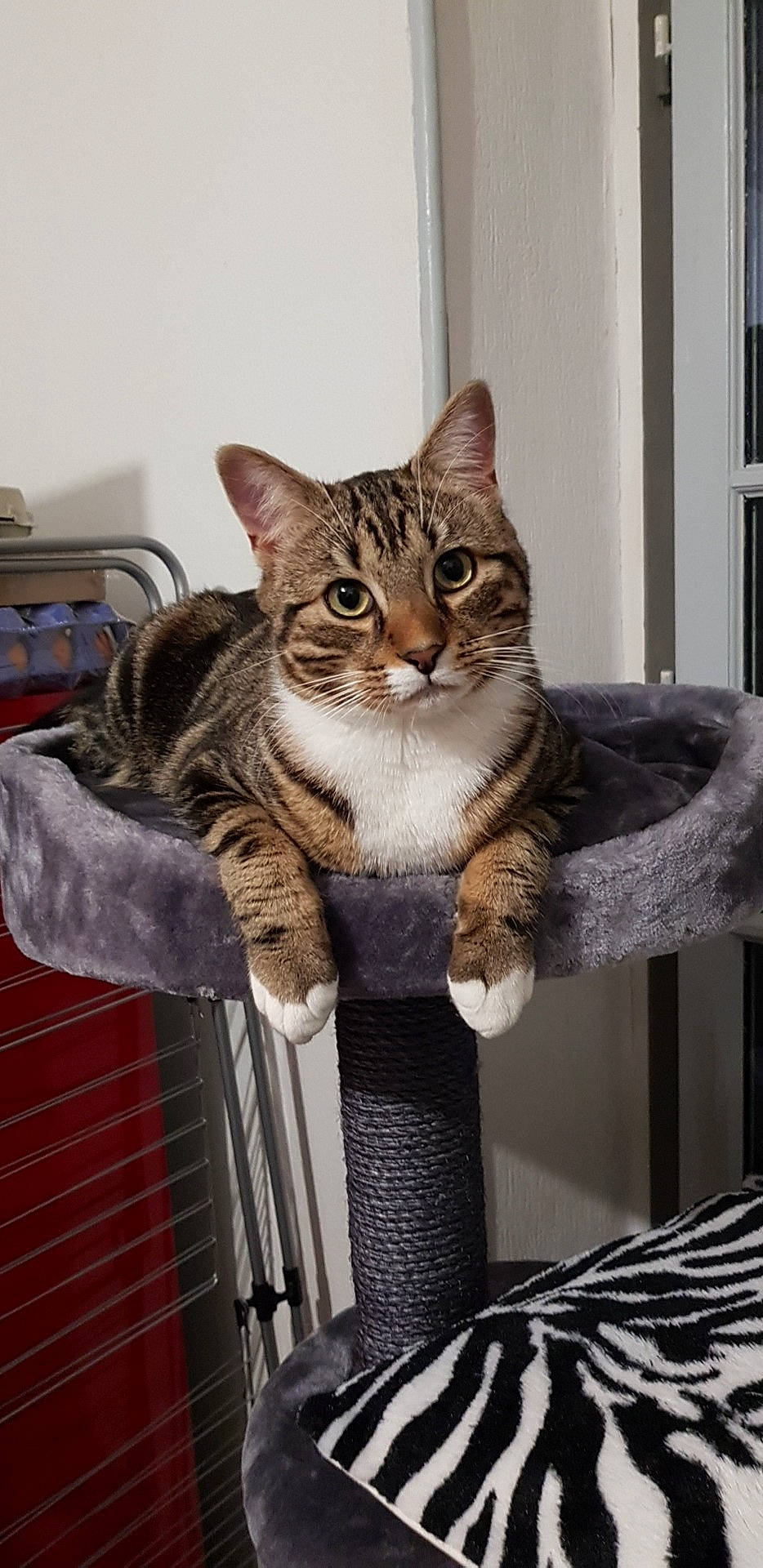 Tôra participe au concours pour gagner de l'argent avec cette photo : carnivore, cat, cat_supply, claw, comfort, domestic_short_haired_cat, door, felidae, fur, mammal, paw, pet_supply, sitting, small_to_medium_sized_cats, snout, tail, vertebrate, whiskers, window, wood