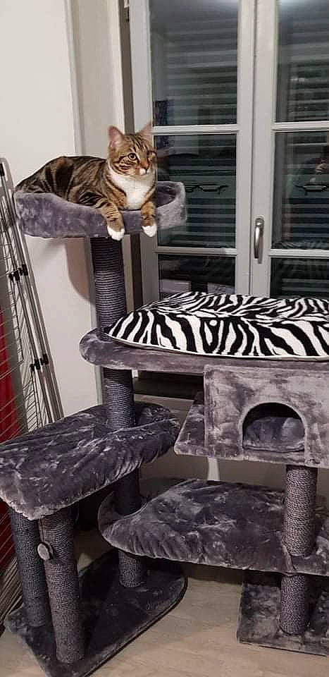 Tôra participe au concours pour gagner de l'argent avec cette photo : carnivore, cat, cat_supply, coffee_table, comfort, door, felidae, interior_design, living_room, metal, monochrome_photography, outdoor_furniture, pattern, room, shelving, small_to_medium_sized_cats, tail, whiskers, window_blind, wood