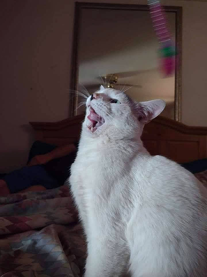 Luci joined the competition — help win amazing prizes! carnivore, cat, comfort, domestic_short_haired_cat, door, fang, felidae, foot, fur, jaw, paw, small_to_medium_sized_cats, snout, tail, terrestrial_animal, whiskers, window, yawn