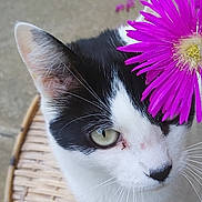 Zou participe au concours pour gagner de l'argent avec cette photo : cat, black_and_white, flower, purple_flower, wicker_chair, outdoor, pet, animal, whiskers, curious, closeup, green_eyes, nature, plant, sitting, feline, cute, domestic_cat, portrait, soft_light