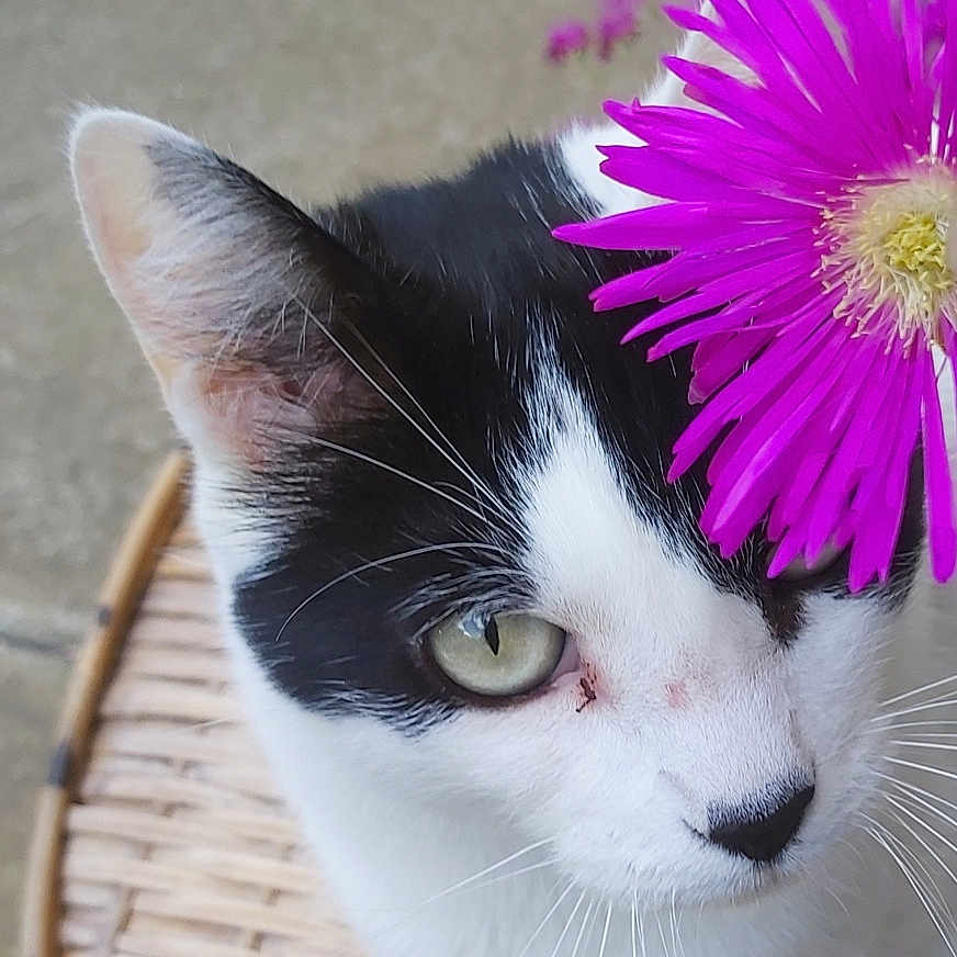 Zou participe au concours pour gagner de l'argent avec cette photo : animal, black_and_white, cat, closeup, curious, cute, domestic_cat, feline, flower, green_eyes, nature, outdoor, pet, plant, portrait, purple_flower, sitting, soft_light, whiskers, wicker_chair